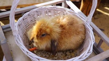 Genç bir tavşan sepette oturur ve havuç yer..