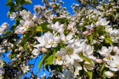 Güneşli bir günde bahçede çiçek açan elma ağaçları