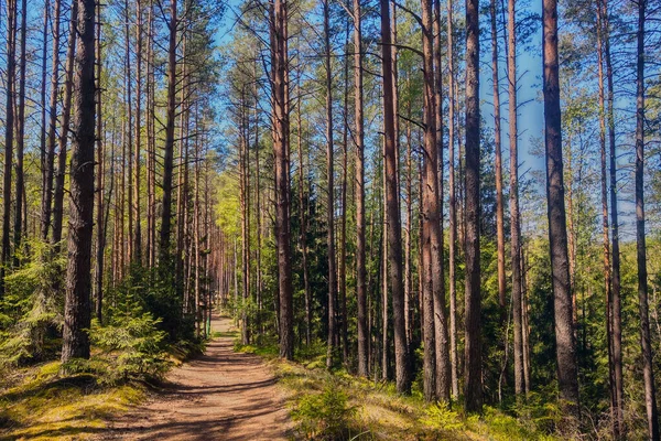 Prachtig Jong Bos Met Een Wandelpad — Stockfoto