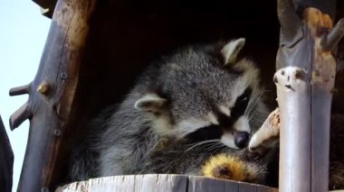 Bir rakun yakın planda yıkanır. Uyumaya hazırlanıyorum..