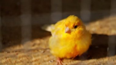 Güzel sarı piliç odak dışı.