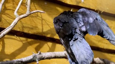 Büyük siyah bir kuzgun bir dala oturur ve tüyleri temizler..