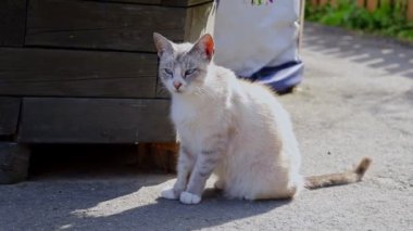 Güzel bir evcil kedi yolda oturur ve kuyruğunu sallar..