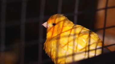 Güzel küçük kuş. Kafesin gölgesi onun üzerine düşüyor..