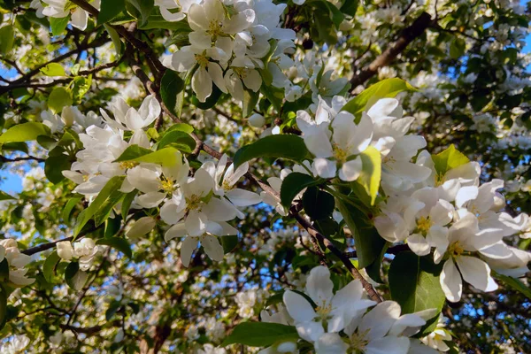 Vista Una Rama Floreciente Manzano Primavera — Foto de Stock