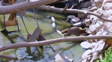 Suda yıkanan bir rakunun görüntüsü..