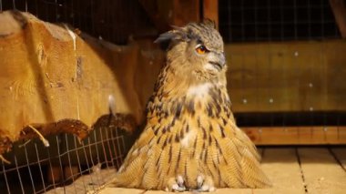 Güzel bir baykuş ahşap bir zeminde oturur. Ağzı açıkken hızlı nefes alıyor..