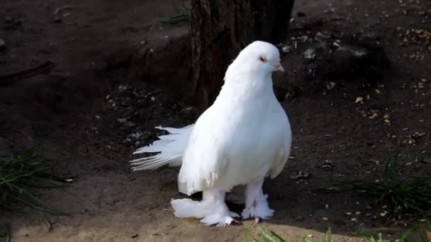 Vue Une Belle Colombe Blanche Pose Sur Sol — Video