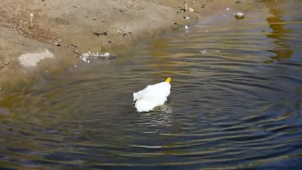 Funny White Duck Washed Water — Stock Video