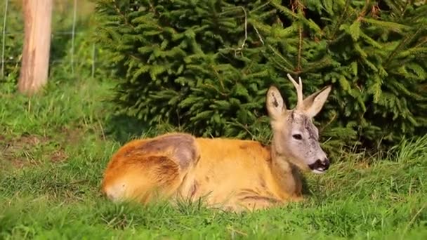 Căprioară Tânără Rănită Stă Iarba Verde Centrul Reabilitare Pentru Animale — Videoclip de stoc