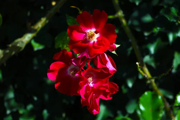 Вид Красивые Красные Розы Саду — стоковое фото
