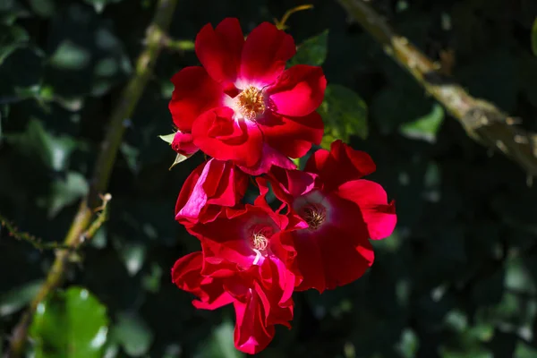 Vue Une Belle Rose Rouge Dans Jardin — Photo