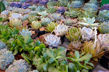 Farklı sulu bitkiler yetiştiriyorlar, cüce bitkiler. Çiçek açan bitkilerin Pachyphytum cinsi