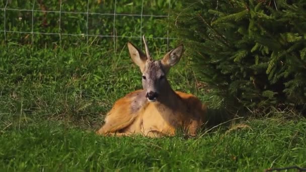 緑の芝生の上には若鹿がいます — ストック動画