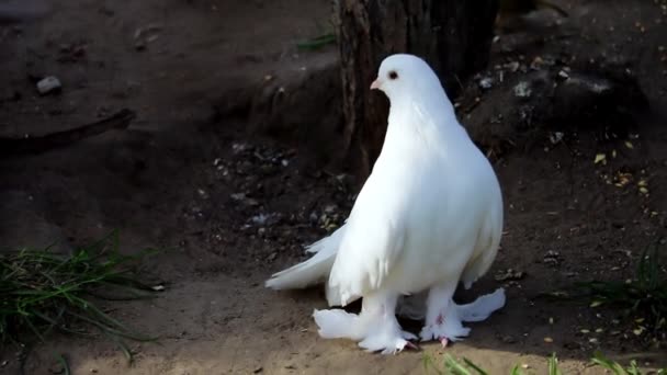 Zbliżenie Pięknego Białego Gołębia Ptaki — Wideo stockowe