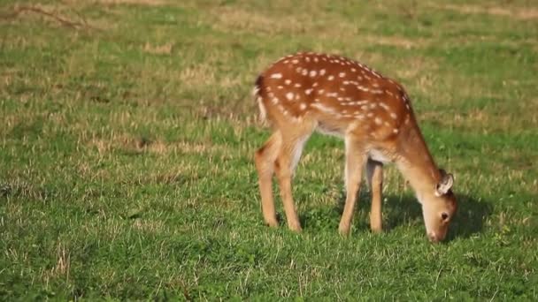 Jeune Petit Cerf Sika Grignote Herbe — Video