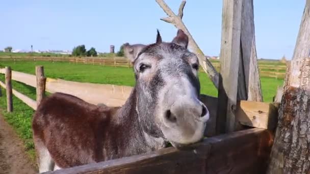 Close Donkey Eat Looking Camera — Stok Video