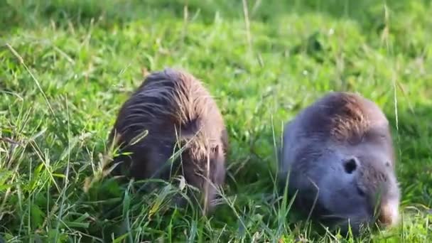 Dos Ratas Almizcleras Desembarcaron Están Comiendo Hierba Verde — Vídeo de stock