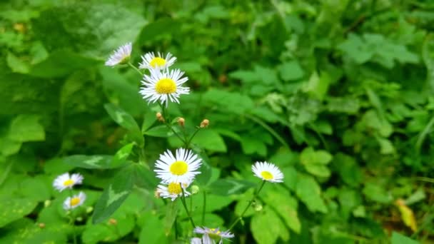 Schöne Wilde Weiße Gänseblümchen Aus Nächster Nähe Unklarer Hintergrund — Stockvideo