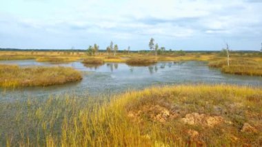 Sonbaharda küçük bir göleti olan sarı bataklığın güzel manzarası..