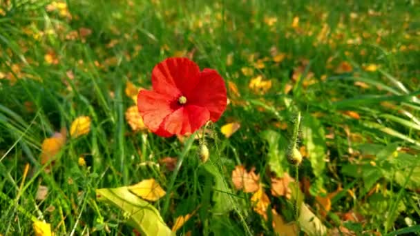 Gros Plan Sur Une Fleur Pavot Rouge Dans Prairie — Video