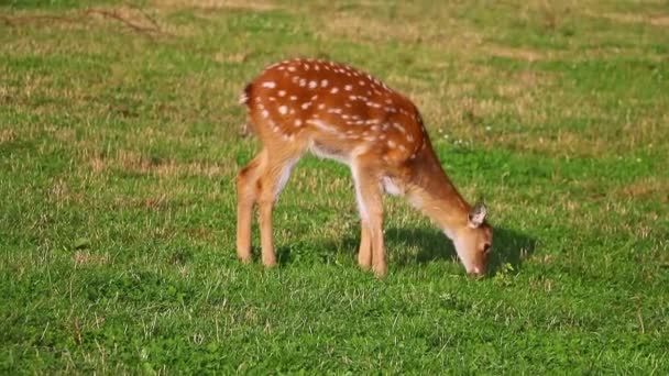 Seekor Rusa Sika Muda Berdiri Kliring Dan Makan Rumput Hijau — Stok Video