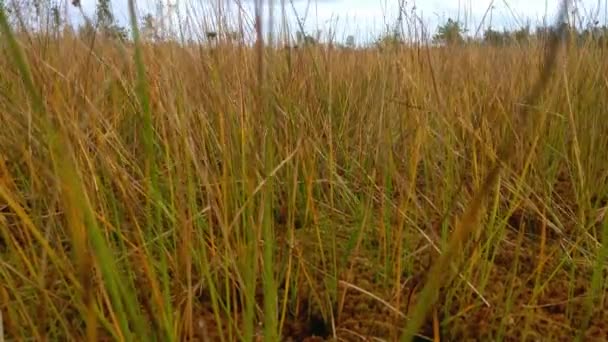 Blick Auf Das Gelbe Sumpfland Herbst — Stockvideo