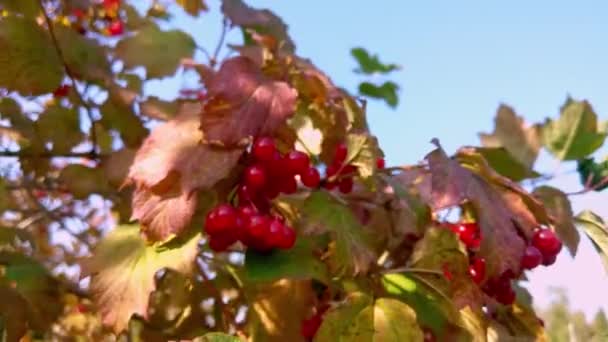 Röda Klasar Rönn Svajar Vinden Fokus — Stockvideo