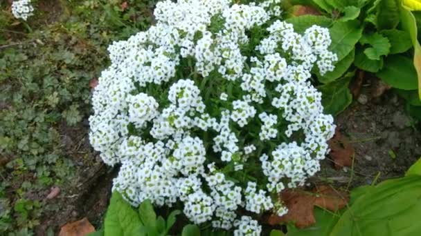 Bovenaanzicht Van Een Plant Met Kleine Witte Bloemen Tuin — Stockvideo