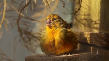 Küçük sarı bir civciv tahta zeminde oturur ve ailesine seslenir:.