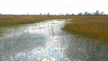 Sonbaharda rüzgarlı bir günde bataklık bitki örtüsü manzarası.