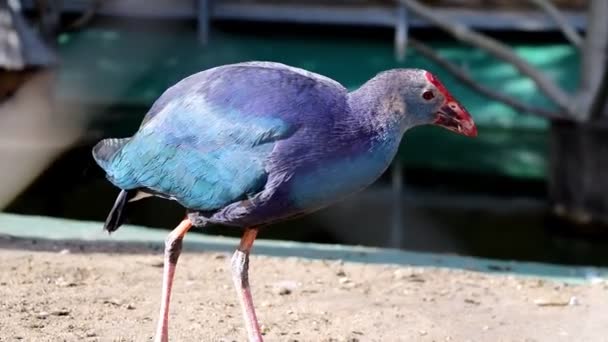 Uitzicht Een Prachtige Heldere Wilde Vogel — Stockvideo