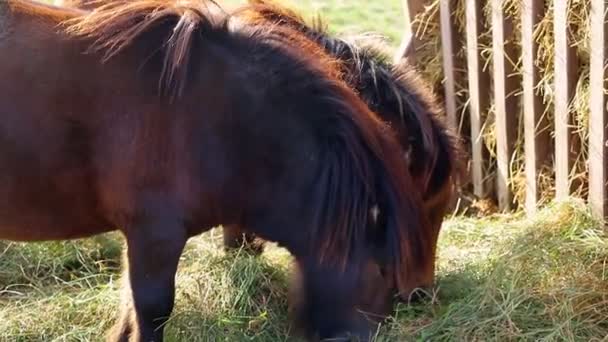 Two Beautiful Dark Horses Eating Grass — Stock Video