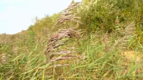 Las Cañas Junto Lago Desarrollan Viento — Vídeo de stock