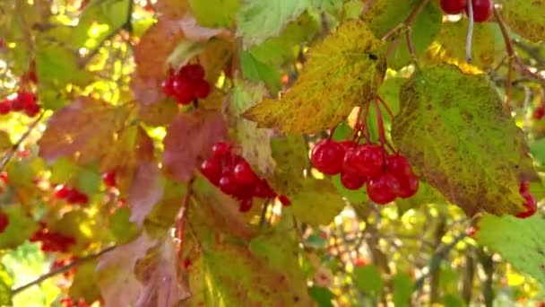Гілка Рована Червоною Купою Осінньому Саду — стокове відео