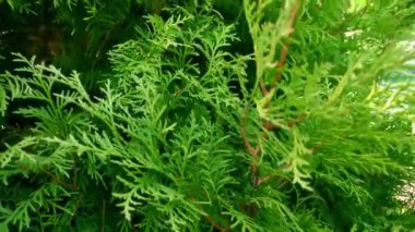 Bahçedeki ardıç ağacının yeşil dalları güzel görünüyor..