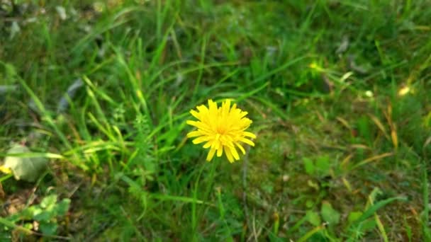 Gelbe Löwenzahnblüte in Nahaufnahme auf einem Hintergrund aus grünem Gras. — Stockvideo