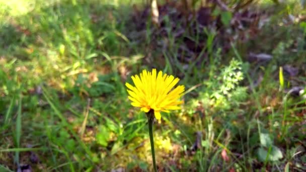 A flor de dente-de-leão amarela oscila ao vento. — Vídeo de Stock