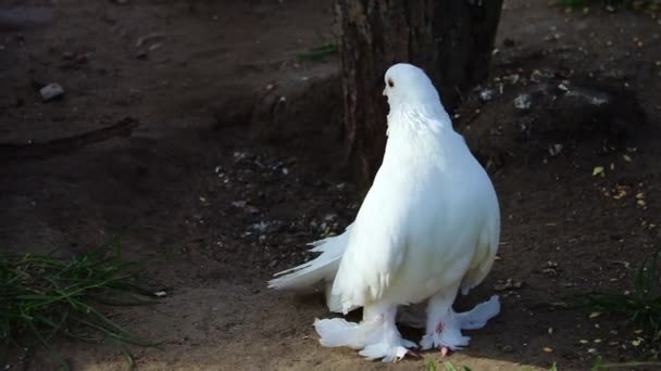 Mooie witte duif op de grond close-up. — Stockvideo