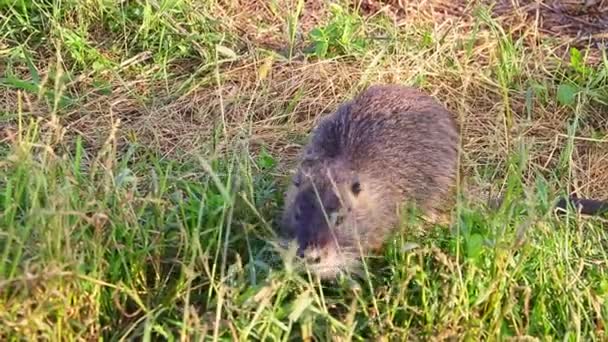 Na louce sedí vodní vydra a jí zelenou trávu. Muskrat. — Stock video