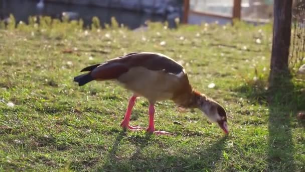 Krásná divoká kachna okusuje zelenou trávu. — Stock video