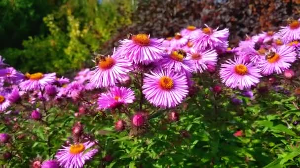 Vackra ljusa blommor i trädgården med bin. — Stockvideo