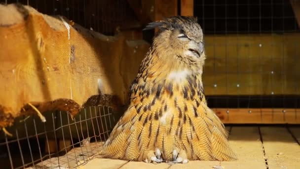 큰 독수리 올빼미가 일광욕을 하는 모습. — 비디오