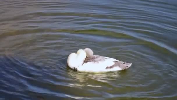 Piękna zabawna kaczka jest myta w jeziorze. — Wideo stockowe