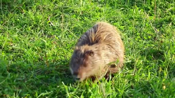 Out of focus. Muskrat on green grass in the park. — Stock Video