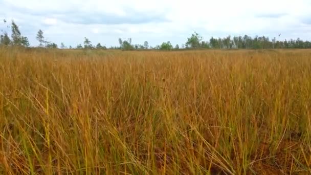 Yellow vegetation in the swamp sways in the wind in autumn. — Stock Video