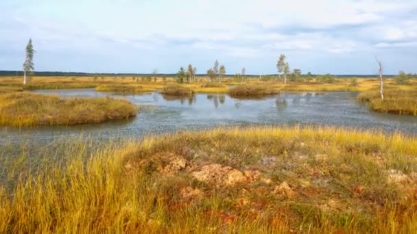 Вид на болото осенью в облачный день. — стоковое видео