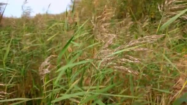 Primer plano de cañas balanceándose en el viento. — Vídeo de stock