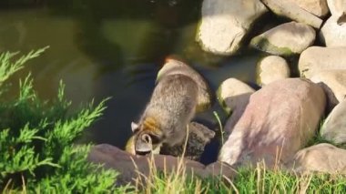 Rakun, suda yıkanır. Yukarıdan görüntüle.