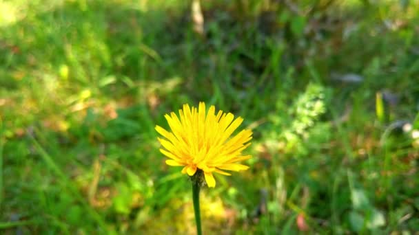 庭の近くに黄色いタンポポの花 — ストック動画